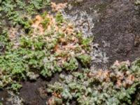 Attēlu rezultāti vaicājumam “Erythricium aurantiacum”