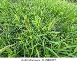 Attēlu rezultāti vaicājumam “Setaria viridis leaf”