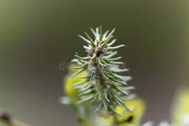 Attēlu rezultāti vaicājumam “Salix pentandra flower”
