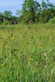 Attēlu rezultāti vaicājumam “Carex hostiana”