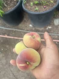 Image result for donut peach