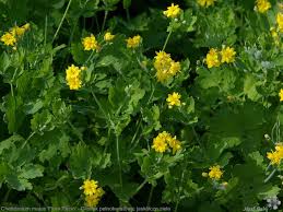 Attēlu rezultāti vaicājumam “Chelidonium majus”