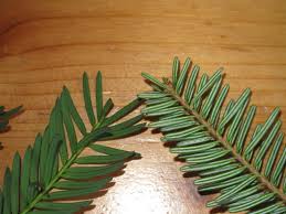 Attēlu rezultāti vaicājumam “Taxus baccata leaf”