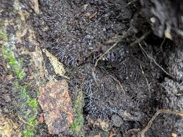 Attēlu rezultāti vaicājumam “Stemonitopsis typhina young”