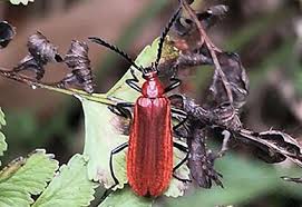 Attēlu rezultāti vaicājumam “Pyrochroidae”