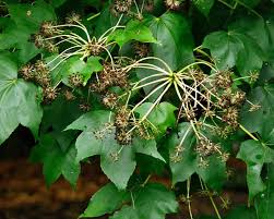 Attēlu rezultāti vaicājumam “Kalopanax septemlobus”