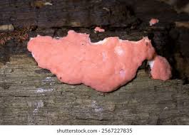 Attēlu rezultāti vaicājumam “Dictydiaethalium plumbeum young”