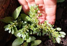 Attēlu rezultāti vaicājumam “Herniaria glabra flower”