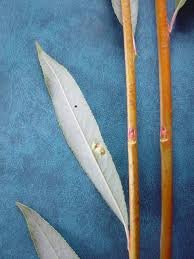 Attēlu rezultāti vaicājumam “Salix alba var. vitellina”