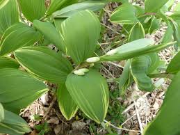 Attēlu rezultāti vaicājumam “Polygonatum odoratum bud”