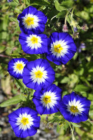 Image result for Convolvulus tricolor