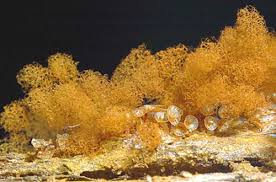 Attēlu rezultāti vaicājumam “Badhamiopsis scripta spores”