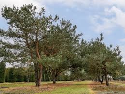 Attēlu rezultāti vaicājumam “Pinus sylvestris var. turfosa”