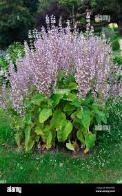 Image result for Salvia sclarea