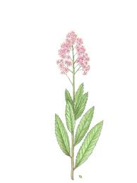 Attēlu rezultāti vaicājumam “Spiraea salicifolia”
