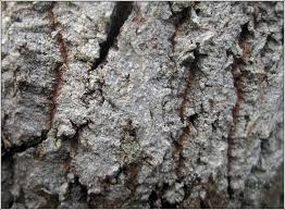 Attēlu rezultāti vaicājumam “Phlyctis agelaea”