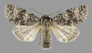 Attēlu rezultāti vaicājumam “Acronicta megacephala”