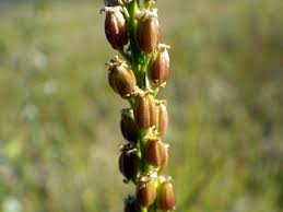 Attēlu rezultāti vaicājumam “Triglochin maritimum fruit”