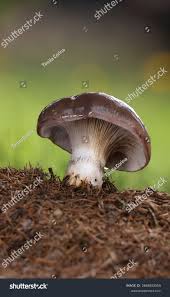 Attēlu rezultāti vaicājumam “Gomphidius glutinosus”