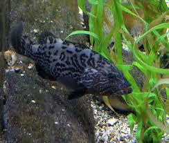 Image result for Mycteroperca microlepis