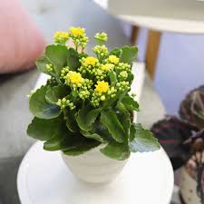 Image result for Kalanchoe blossfeldiana