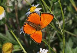 Attēlu rezultāti vaicājumam “Lycaena virgaureae female”