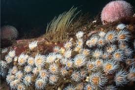 Image result for Belper Sub Aqua