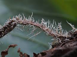 Attēlu rezultāti vaicājumam “Tilachlidium brachiatum”