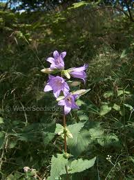 Attēlu rezultāti vaicājumam “Campanula trachelium bud”