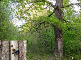 Attēlu rezultāti vaicājumam “Korynetes caeruleus”