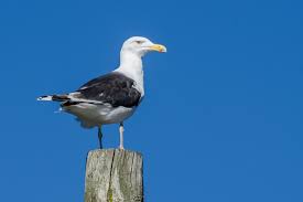Attēlu rezultāti vaicājumam “Larus marinus”