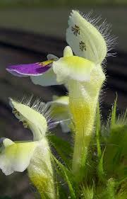 Attēlu rezultāti vaicājumam “Galeopsis speciosa leaf”