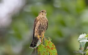 Image result for Falco columbarius