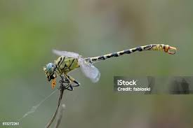Attēlu rezultāti vaicājumam “Onychogomphus forcipatus”