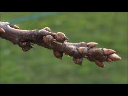 Attēlu rezultāti vaicājumam “Lathyrus palustris bud”