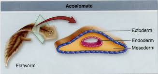 Attēlu rezultāti vaicājumam “Plathelminthes”