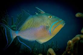 Image result for Balistes vetula