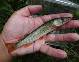 Image result for Tautogolabrus adspersus