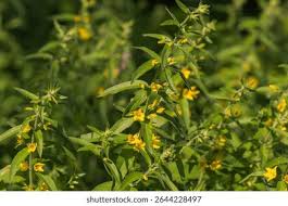 Attēlu rezultāti vaicājumam “Lysimachia punctata flower”