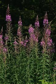 Attēlu rezultāti vaicājumam “Epilobium angustifolium flower”