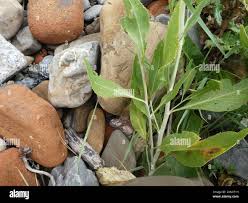 Attēlu rezultāti vaicājumam “Lepidium latifolium”