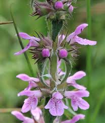 Attēlu rezultāti vaicājumam “Stachys palustris flower”