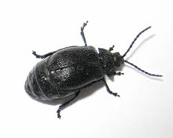 Attēlu rezultāti vaicājumam “Galeruca tanaceti”