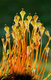 Attēlu rezultāti vaicājumam “Splachnum ampullaceum”