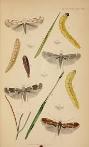 Attēlu rezultāti vaicājumam “Tischeria complanella larva”