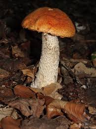 Attēlu rezultāti vaicājumam “Leccinum versipelle”