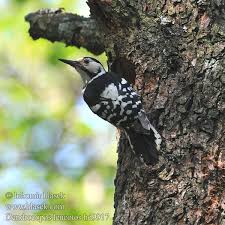 Attēlu rezultāti vaicājumam “Dendrocopos leucotos female”