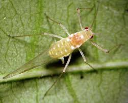 Attēlu rezultāti vaicājumam “Drepanosiphum platanoidis exuvia”