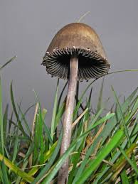 Attēlu rezultāti vaicājumam “Panaeolus papilionaceus”