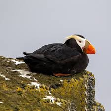 Image result for Fratercula cirrhata